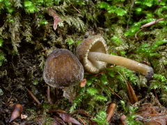../thumbnails/pluteus-umbrosus-005.JPG