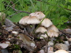 psathyrella-candolleana-001.JPG