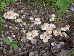 psathyrella-candolleana-002.JPG
