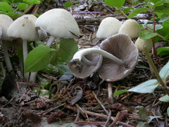 psathyrella-candolleana-003.JPG