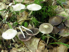 psathyrella-candolleana-004.JPG