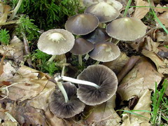 psathyrella-candolleana-005.JPG