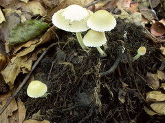 psathyrella-candolleana-006.JPG