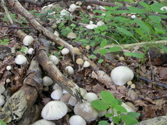 psathyrella-candolleana-007.JPG
