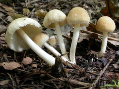psathyrella-candolleana-008.JPG