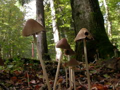 psathyrella-conopilus-008.JPG