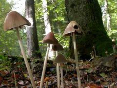 psathyrella-conopilus-009.JPG