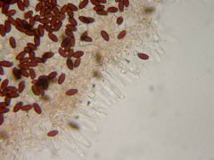 psathyrella-microrhiza-004.JPG