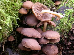 psathyrella-piluliformis-002.JPG