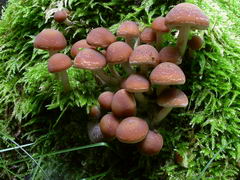 psathyrella-piluliformis-003.JPG