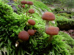 psathyrella-piluliformis-004.JPG