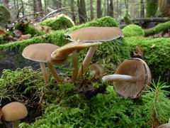 psathyrella-piluliformis-006.JPG