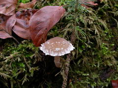 ../thumbnails/psathyrella-spintrigeroides-001.JPG