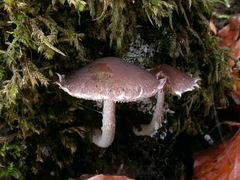 ../thumbnails/psathyrella-spintrigeroides-002.JPG