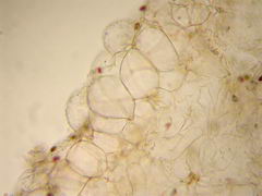 ../thumbnails/psathyrella-spintrigeroides-006.JPG