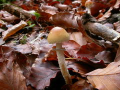 psilocybe-squamosa-006.JPG