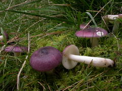 ../thumbnails/russula-cavipes-004.JPG