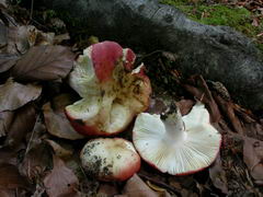 ../thumbnails/russula-maculata-002.JPG