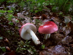 ../thumbnails/russula-mairei-002.JPG