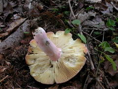 ../thumbnails/russula-olivacea-005.JPG