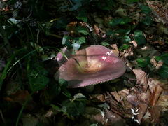 ../thumbnails/russula-olivacea-006.JPG