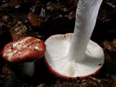 ../thumbnails/russula-velutipes-002.JPG