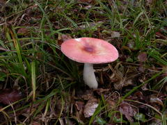 ../thumbnails/russula-velutipes-005.JPG