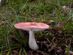 ../thumbnails/russula-velutipes-006.JPG