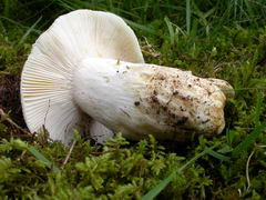 russula-virescens-003.JPG