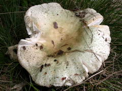 russula-virescens-004.JPG