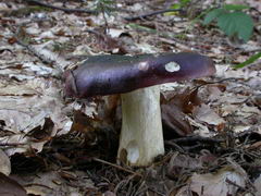 ../thumbnails/russula-viscida-003.JPG