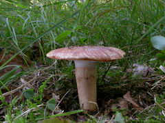 ../thumbnails/tricholoma-fracticum-001.JPG