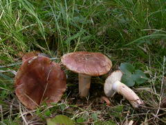 ../thumbnails/tricholoma-fracticum-002.JPG