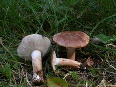 ../thumbnails/tricholoma-fracticum-003.JPG