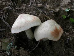 tricholoma-saponaceum-002.JPG