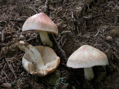 tricholoma-saponaceum-003.JPG