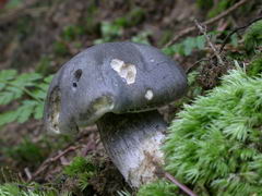 tricholoma-saponaceum-005.JPG