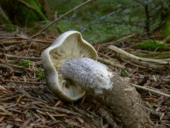 tricholoma-saponaceum-006.JPG