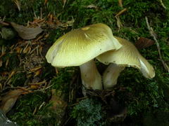 ../thumbnails/tricholoma-sejunctum-001.JPG