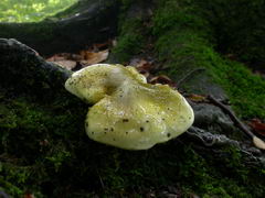 ../thumbnails/tricholoma-sejunctum-002.JPG