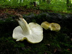 ../thumbnails/tricholoma-sejunctum-003.JPG