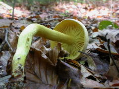 tricholoma-sulphureum-001.JPG