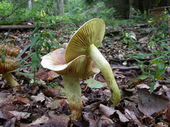 tricholoma-sulphureum-003.JPG