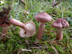 tricholoma-vaccinum-001.JPG