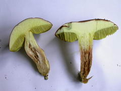 xerocomus-subtomentosus-009.JPG