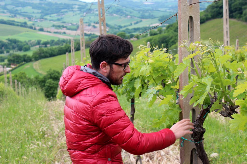 Terracruda, Weinberge