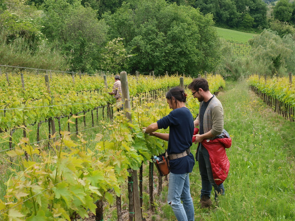 Terracruda, Weinberge