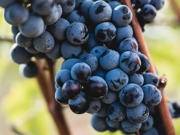 Ernte im Weingut Elda